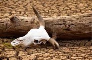 drought